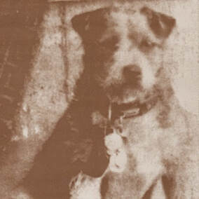 Black and white photograph of Owney, a mutt who is likely a terrier, wearing a harness with tokens on it